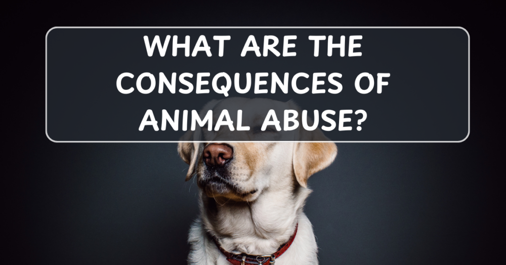 What Are the Consequences of Animal Abuse?